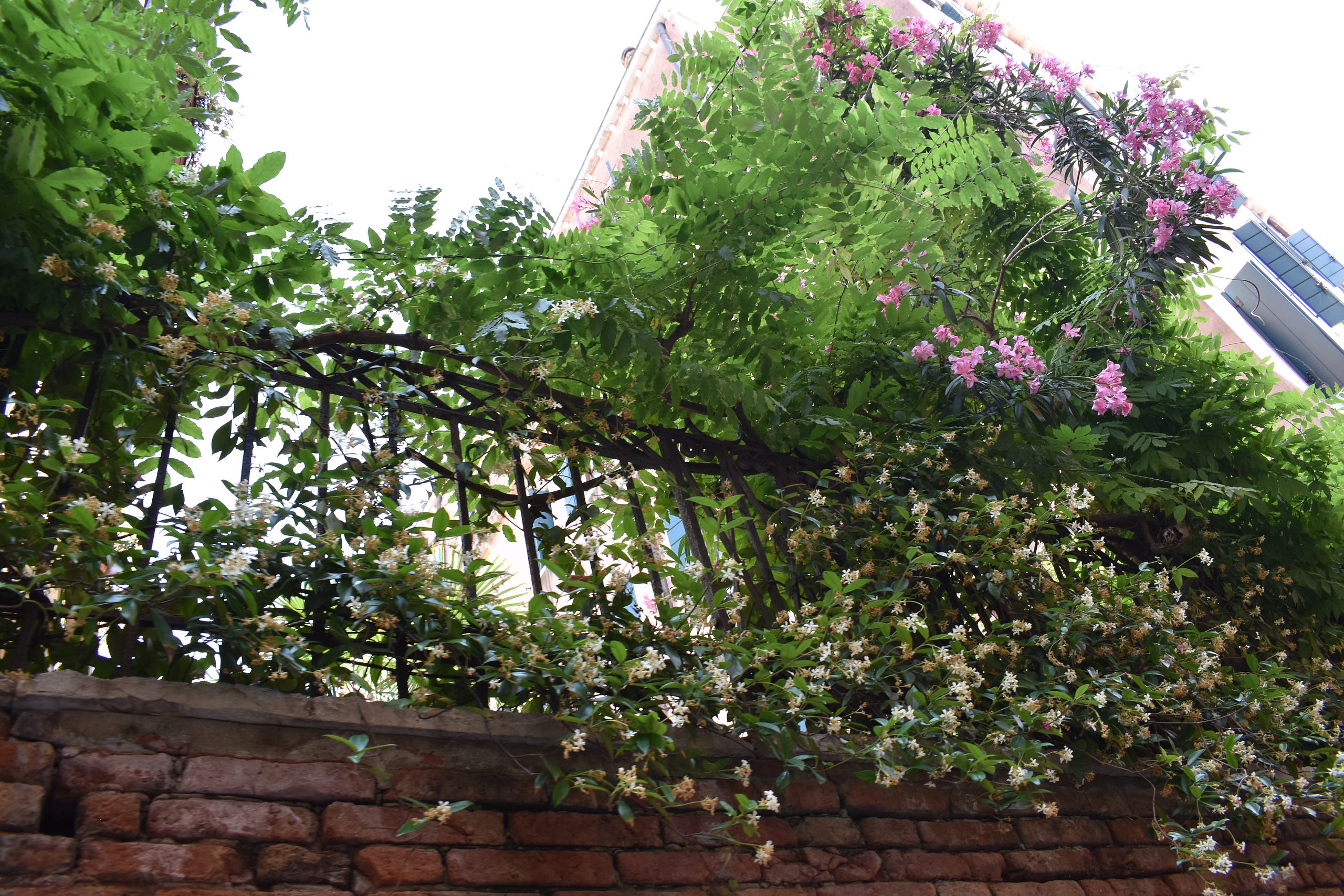 A walled garden overlooking a Venetian canal