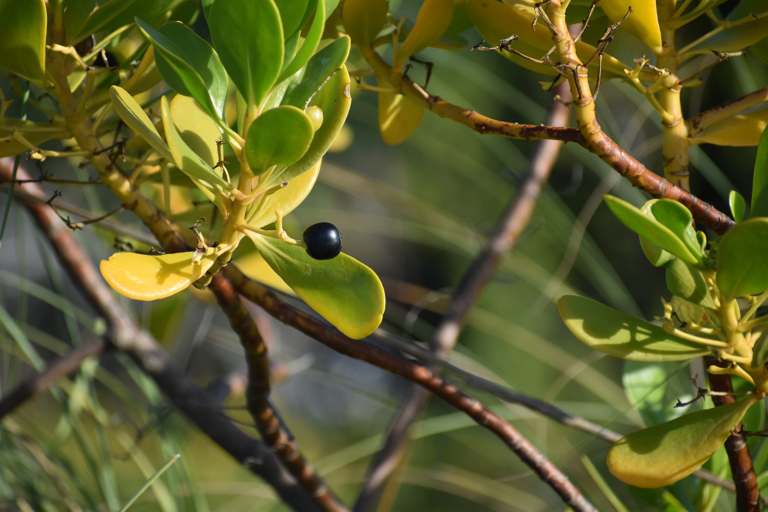 A Rare Inkberry Bush
