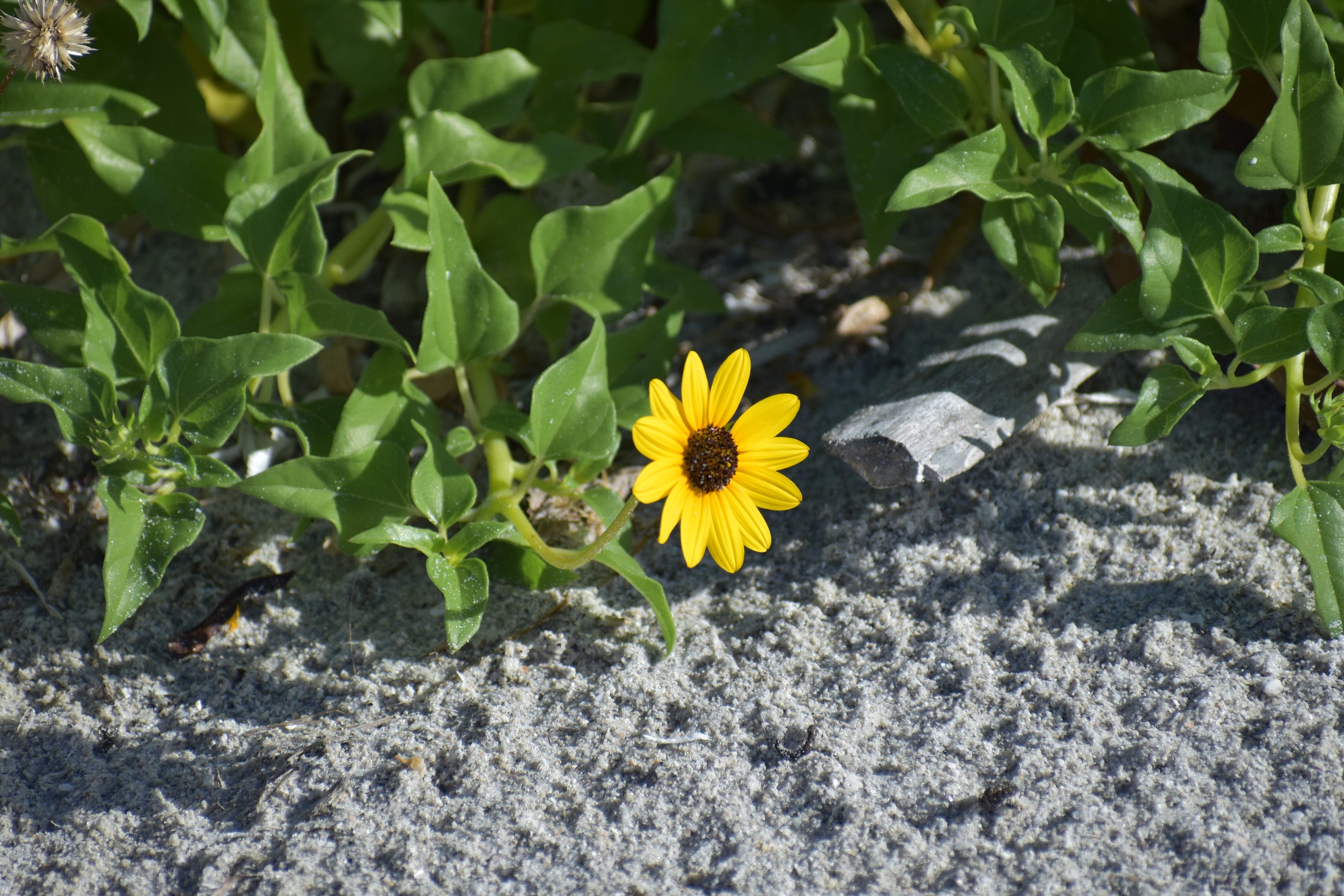 Beach Sunflower