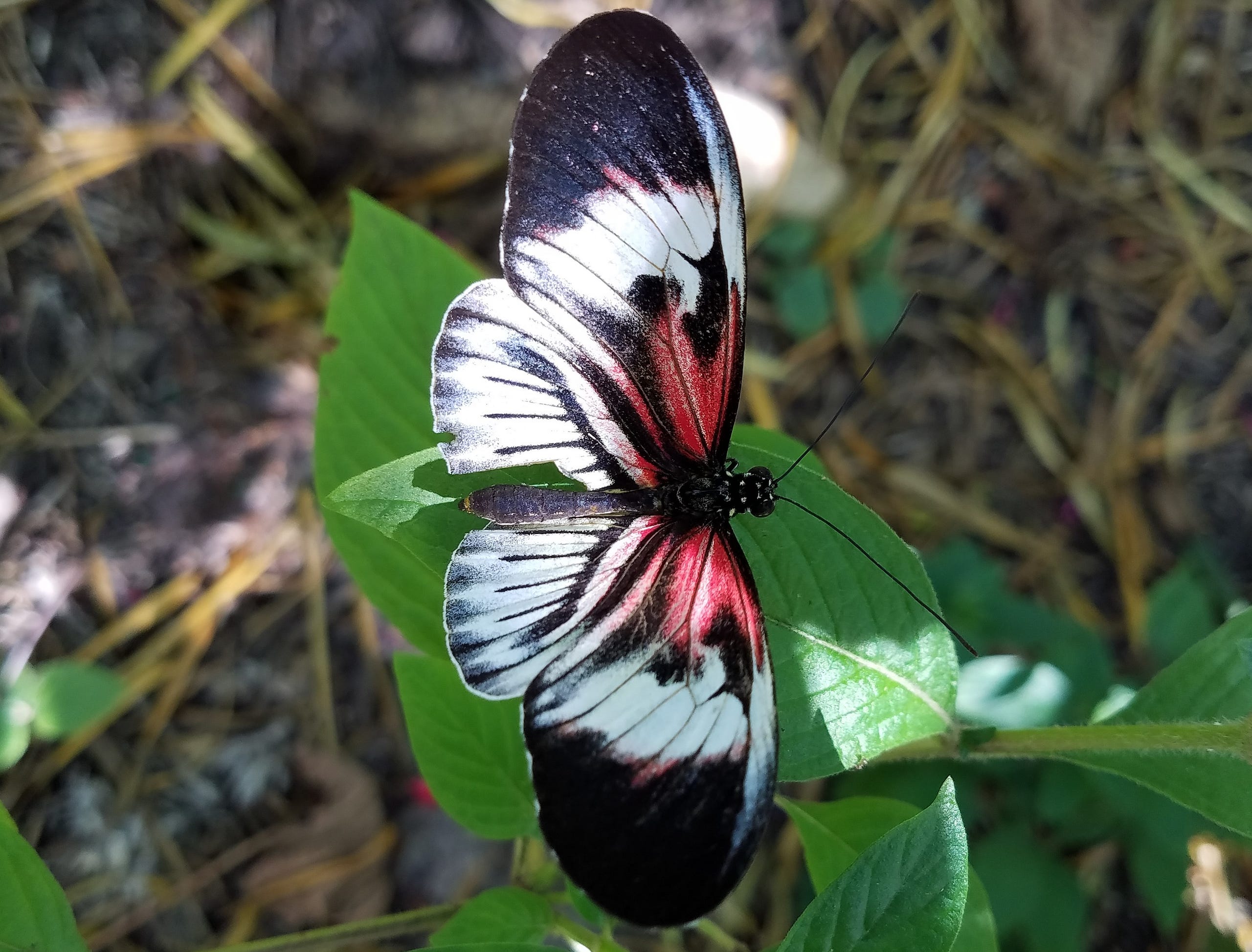 Butterfly Wings