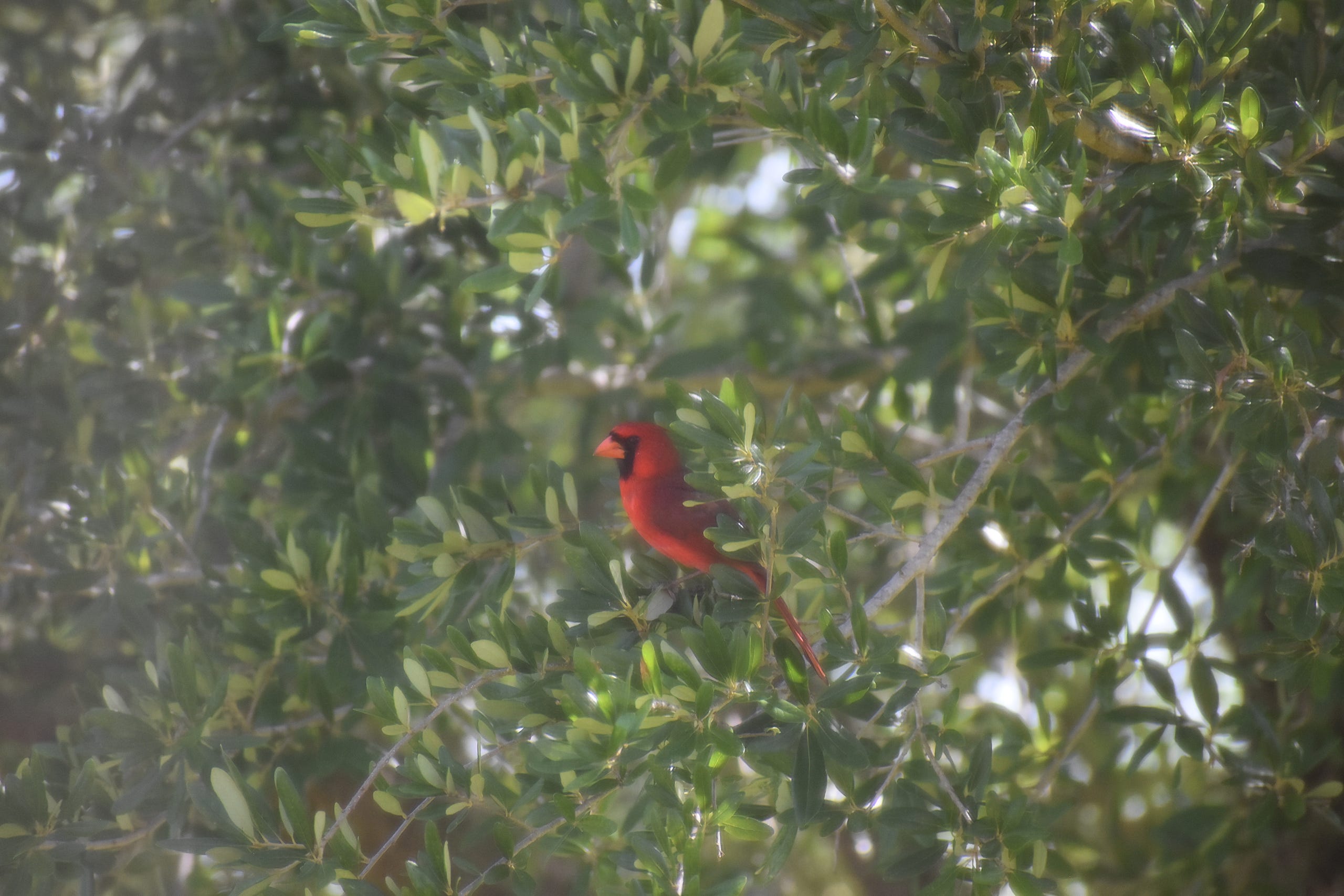 Cardinal