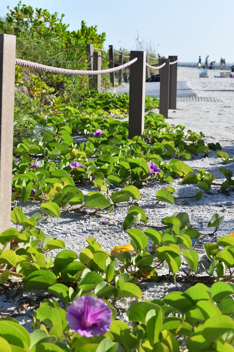 Good Morning Glories