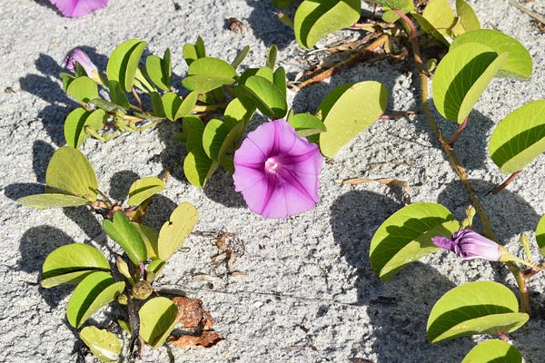 Good Morning Glories