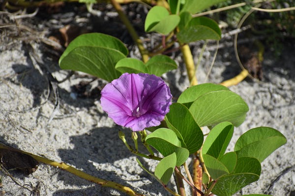 Good Morning Glories