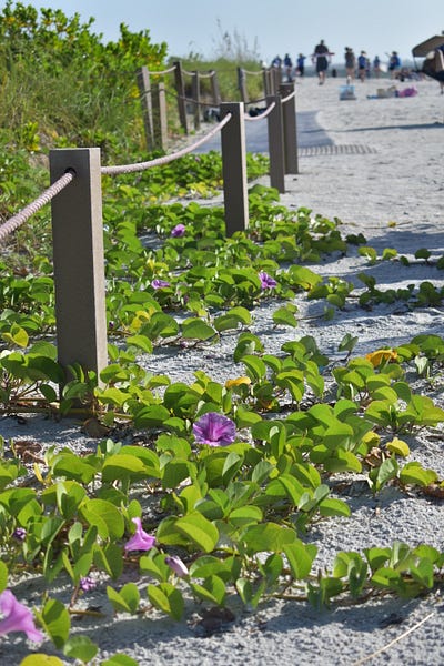 Good Morning Glories