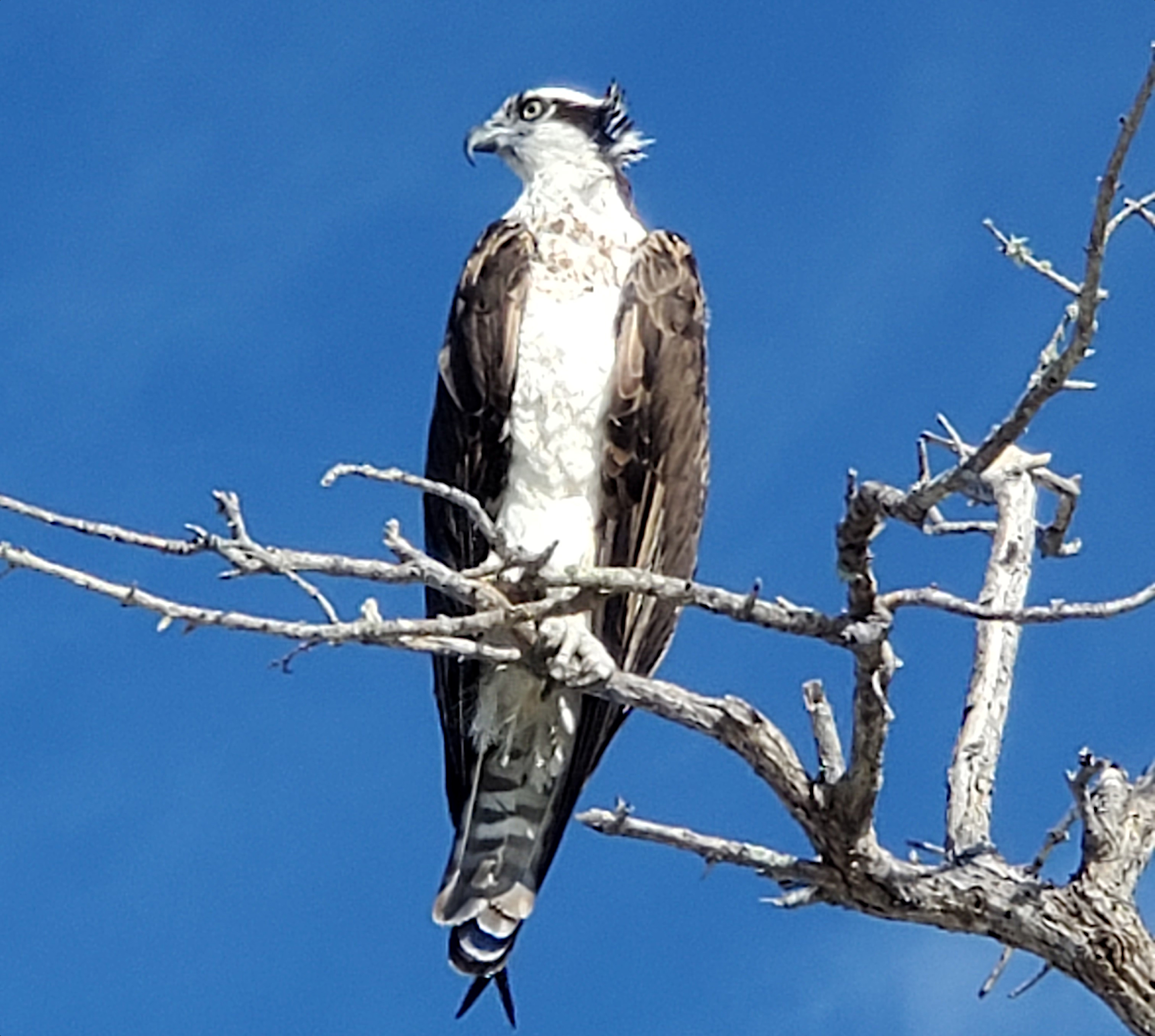 Life Lessons from an Osprey