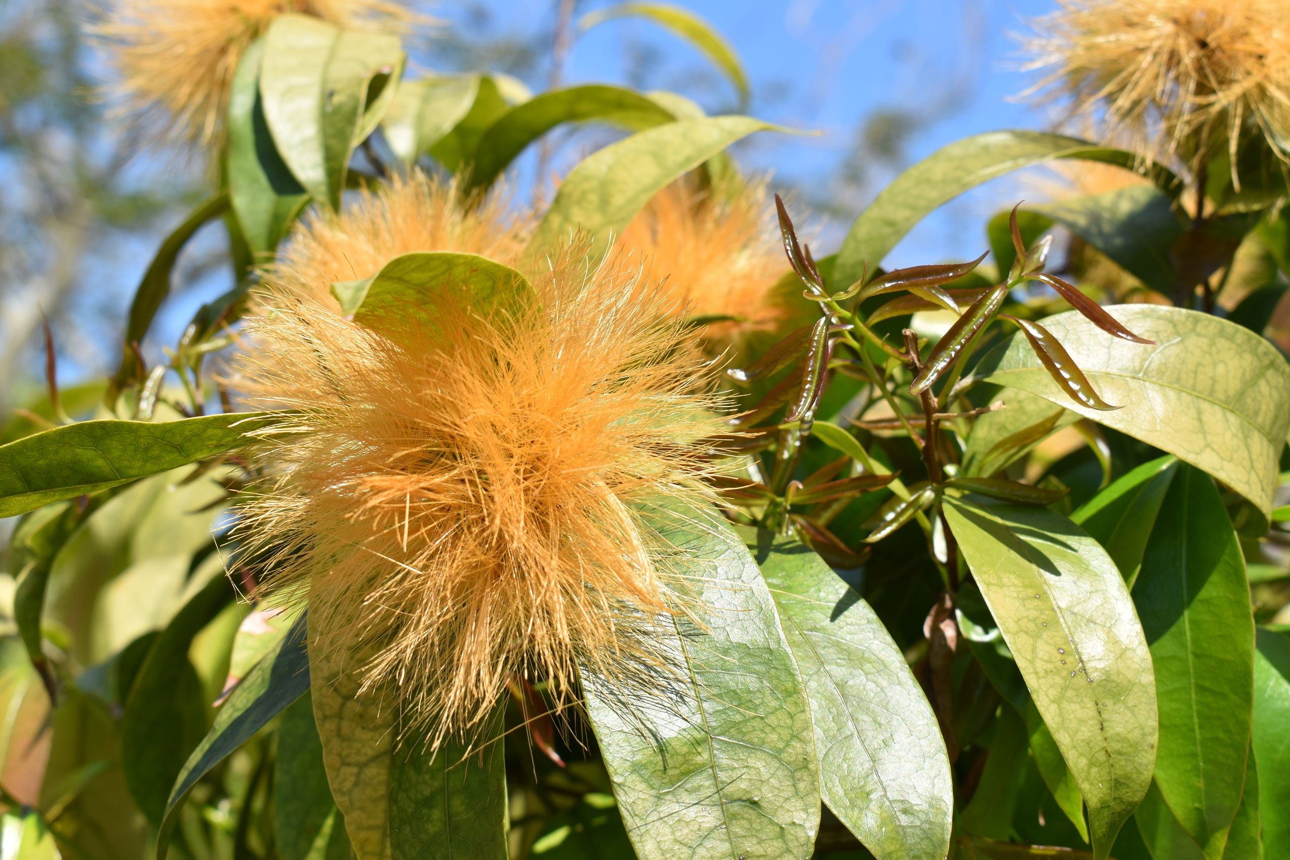 Orange Bottle Brush Tree