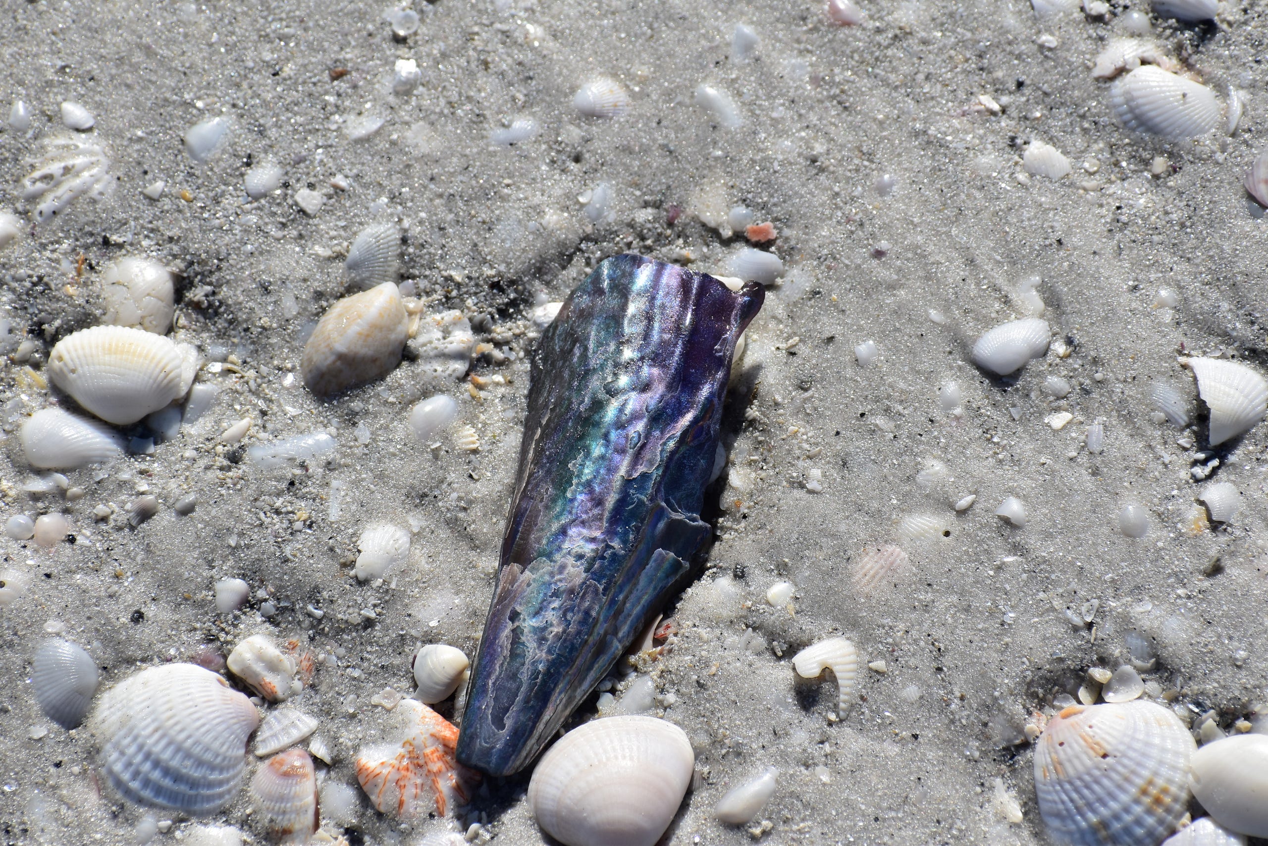 Purple Pen Shell