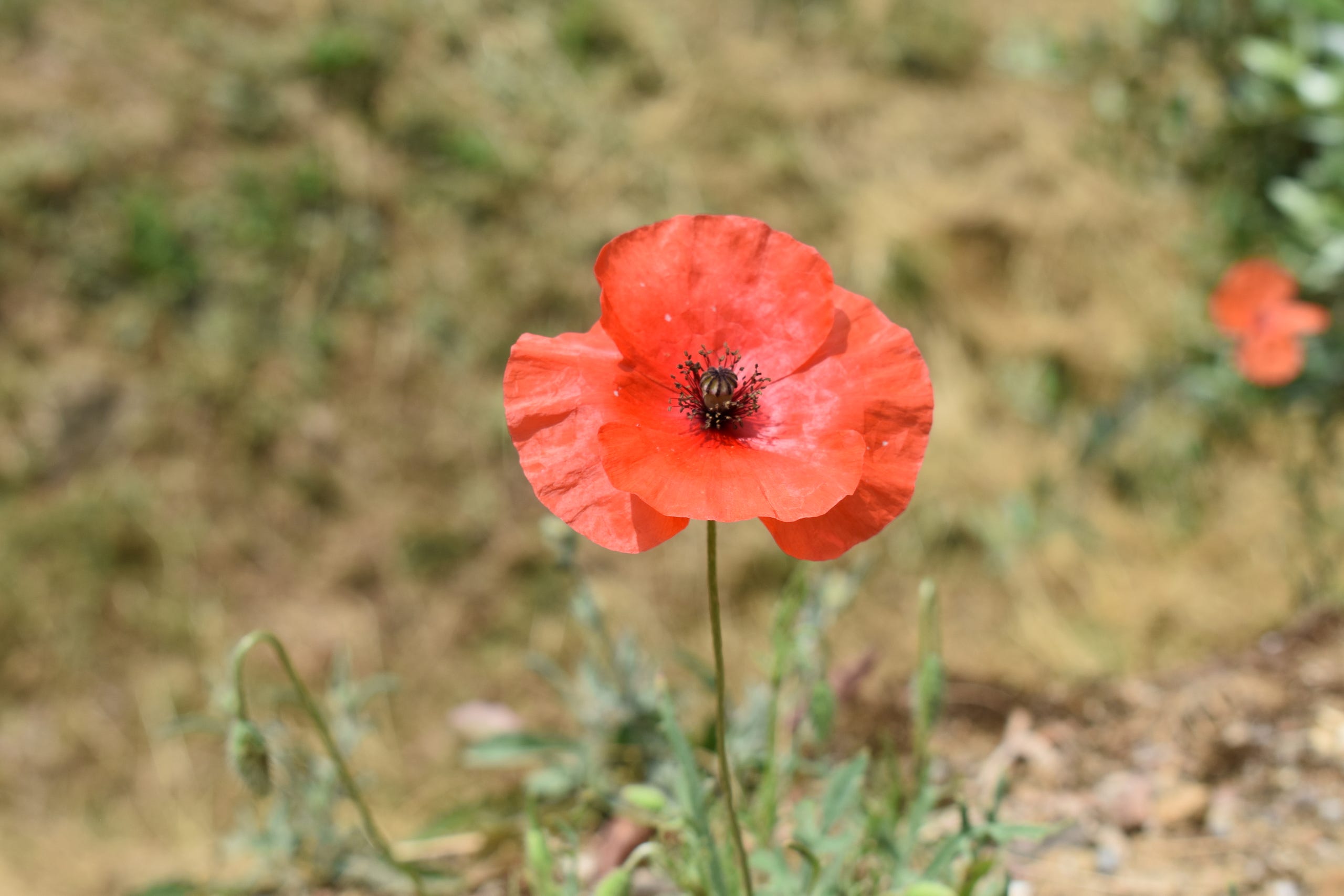 Red Poppy