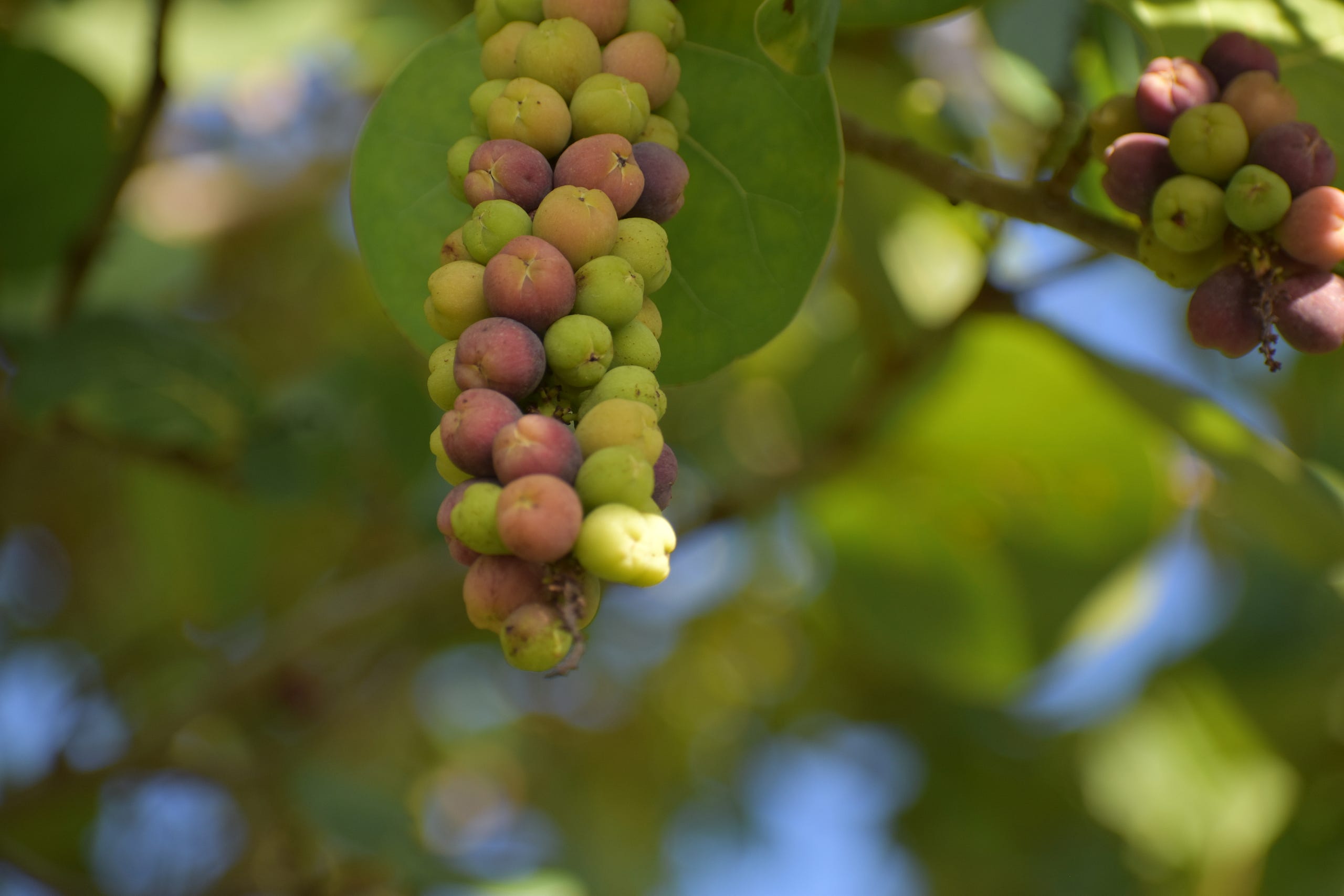 Southwest Florida Sea Grapes