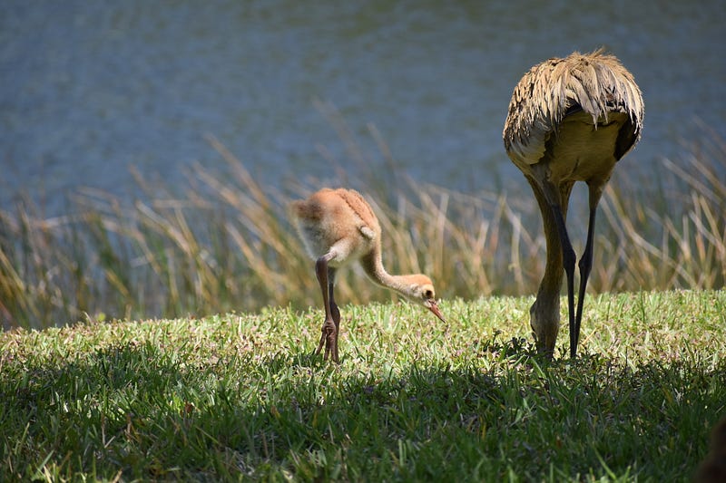 This Chick is Hungry