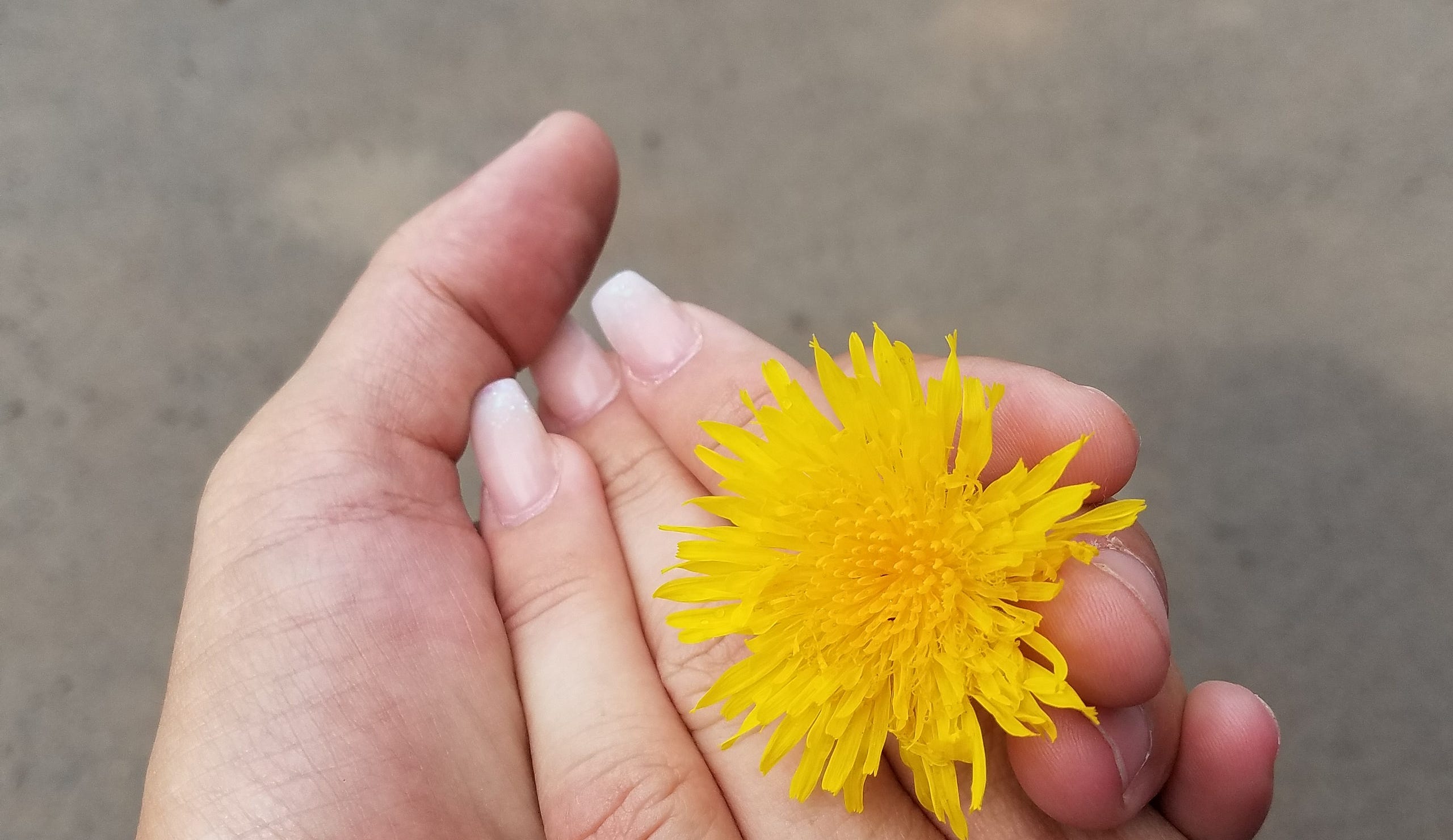 When Love Blossoms